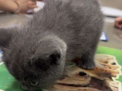 -四月宠物医院·猫专科·心脏专科·内科(转塘店)