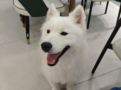 -安格丽娜·狗咖·猫咖羊驼咖(春熙路百盛商场店)