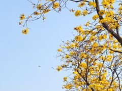 -洲头咀公园