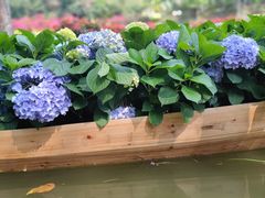 -深圳仙湖植物园