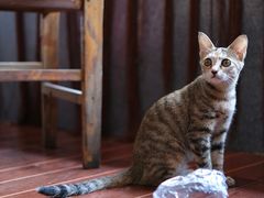 -香猪美食(中心店)