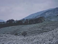 -白茶原·一片叶子