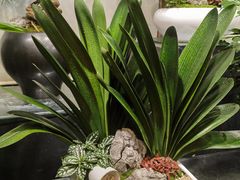 -双季花艺园艺市场(浦东店)