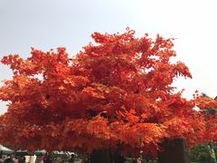 -郑州方特梦幻王国