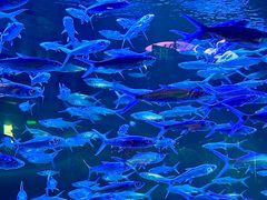 -正佳极地海洋世界