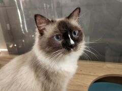 -喵喵咪呀布偶猫咖(春熙路店)