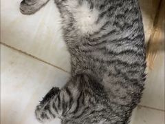 -西安市未央区汉城畜牧兽医站