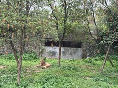 -深圳野生动物园