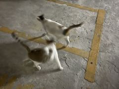 -乐琪宠物医院·犬猫专科·骨外科·急重症