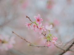 -天适樱花悠乐园