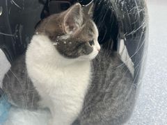 -爱佳宠物中心医院24H·CT·骨外科·猫专科(瑶海万达店)