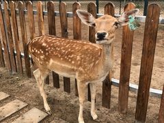 -北京麋鹿生态实验中心