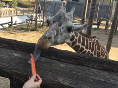 -清迈夜间动物园