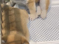-柴源莊·柴小宠柴犬咖啡