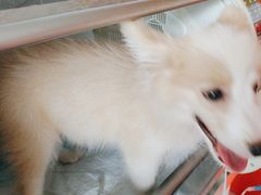 -瑞派福兴宠物医院犬猫全科·骨科·中西医结合(河东店)