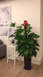 -久匠半永久纹眉