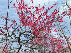 -新建村梅花