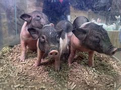 -正佳雨林生态植物园
