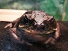 -上海大自然野生昆虫馆(东方明珠·爬宠昆虫探索中心)