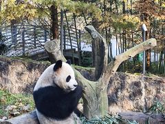 -都江堰中华大熊猫苑