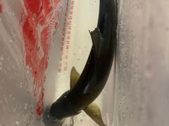 -老字号怡玺·藿香雅鱼(20年雅安店)