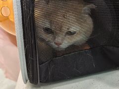 -安安宠医宠物医院·异宠·犬猫内科(岳阳分院)