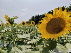 -光明小镇欢乐田园