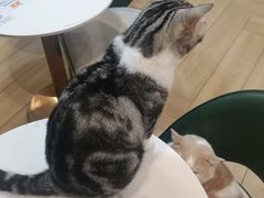 -安格丽娜·狗咖·猫咖羊驼咖(春熙路百盛商场店)