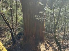 -天目山大树王景区