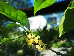 -香山公园