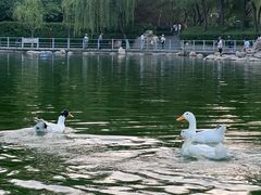 -莲湖公园
