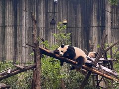 -成都大熊猫繁育研究基地