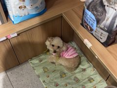 -FAELING PETS美天灵宠物(富力广场店)