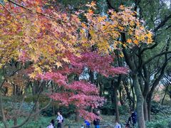 -上海共青森林公园