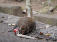 -黔灵山公园