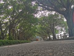 -大湾区中央湿地公园