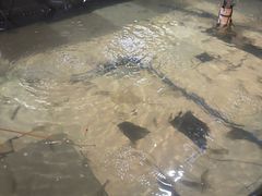 -小象钓虾·营地烧烤(洛溪店)