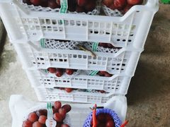 -马陆小张葡萄园农家乐