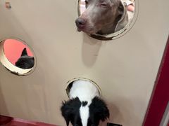 -和它·交个朋友·狗咖猫咖(爱琴海店)