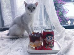 旺仔茶冻-MZ猫咖