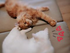 -猫腻·猫咖·撸猫馆(星光大道店)