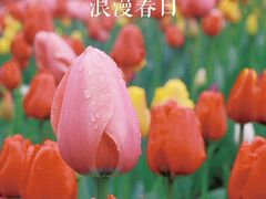 -成都市文化公园