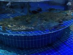 -必点蒸汽海鲜(止锚湾店)