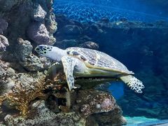 -上海海洋水族馆