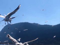 -悉尼歌剧院