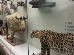 -国家自然博物馆