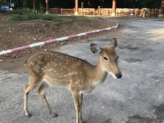 -清迈夜间动物园