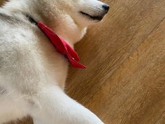 -Husky Go! 哈士奇体验馆·宠物咖啡厅狗咖