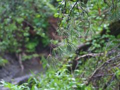 -峡谷浮石林景区