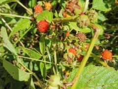 -武陵山森林公园